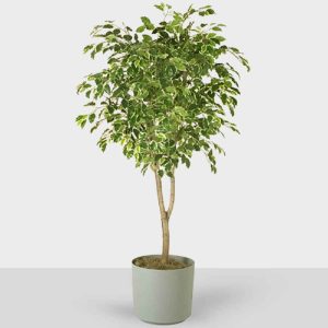 Ficus Benjamina Tree Indoor Plant