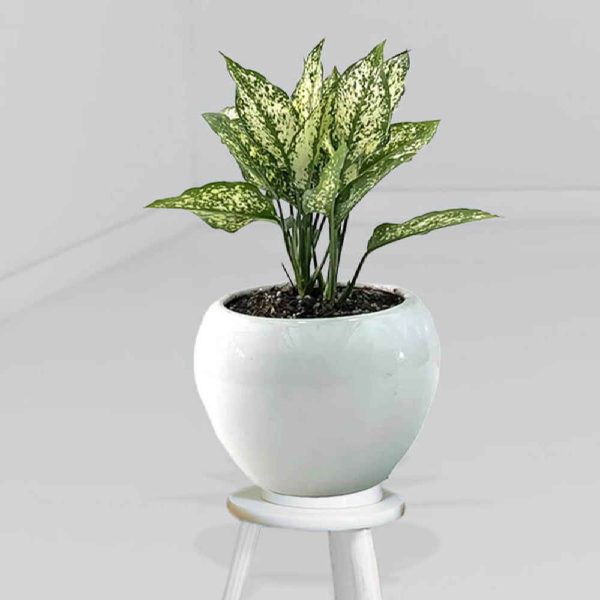 Indoor Aglaonema Plant