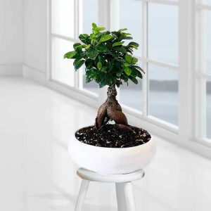 Indoor Bonsai Plant 2