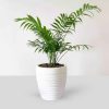 Indoor Chamaedorea Elegans Plant