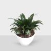 Indoor Dracaena Fragrans Plant