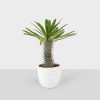 Indoor Madagascar Palm Plant