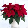 Indoor Poinsettia Plant