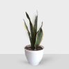 Indoor Sansevieria Plant