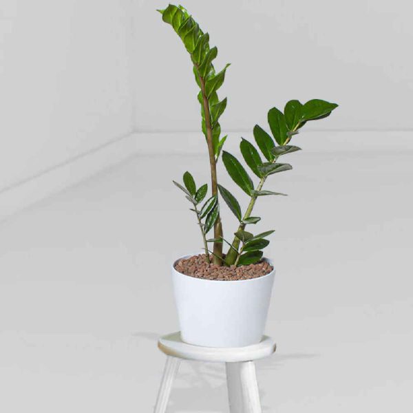 Indoor Zanzibar Gem (Zamiifolia) Plant