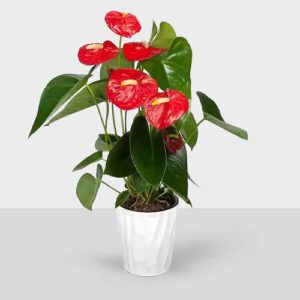 Laceleaf (Anthurium) Indoor Plant
