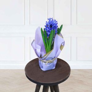 Natural Purple Hyacinth Flower Vase