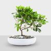 Indoor Bonsai Plant