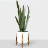VIP Indoor Sansevieria Plant