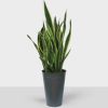 VIP Indoor Snake Plant