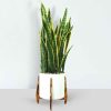 VIP Sansevieria (Dracaena trifasciata) Indoor Plant