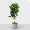 Weeping Fig (Ficus Benjamina) Indoor Plant