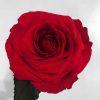 Eternal Rose Box with Black Base – Timeless Elegance