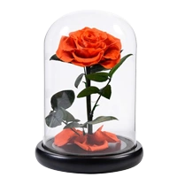 Eternal Roses – Buy Now!