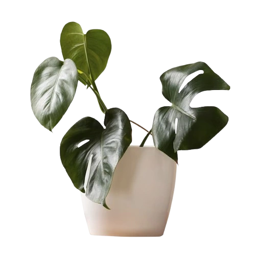 Indoor Flowers – Shop Now!
