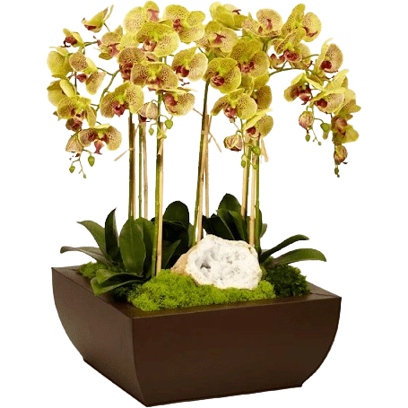 Orchid Flowers – Buy Today!