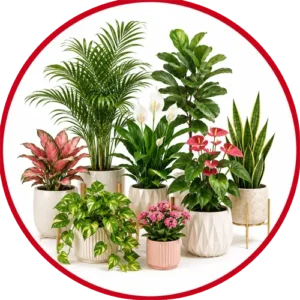 Category Indoor Flowering Plants