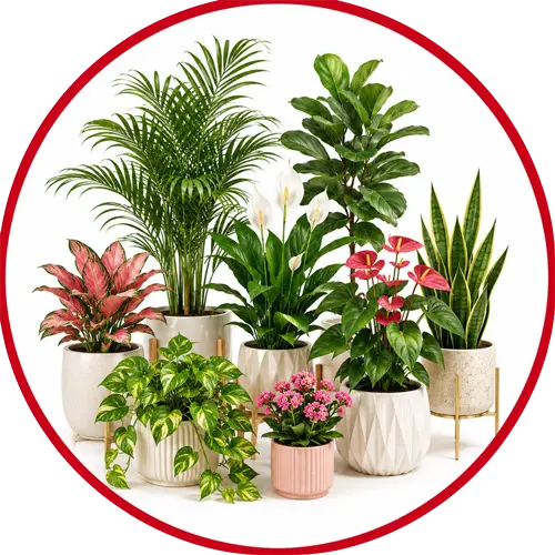 Indoor Flowering Plants